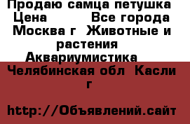 Продаю самца петушка › Цена ­ 700 - Все города, Москва г. Животные и растения » Аквариумистика   . Челябинская обл.,Касли г.